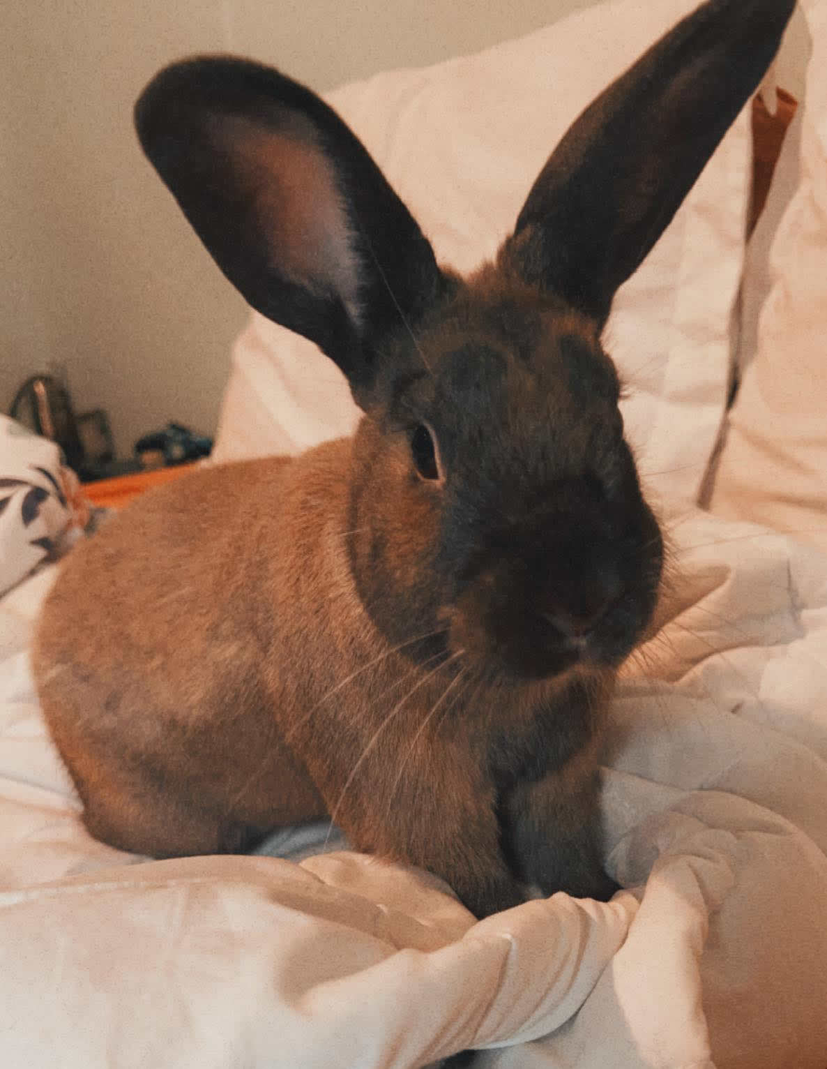 cape-cod-pet-tech-grooming-bunny