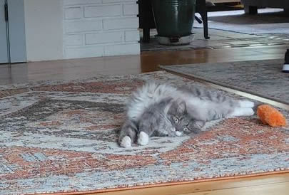 cape-cod-pet-tech-grooming-cat