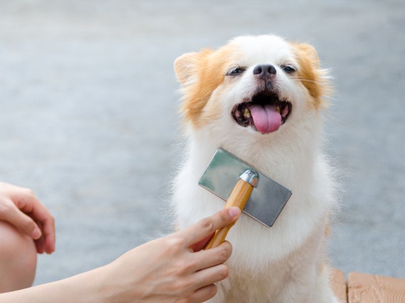 pet-brush-out-cape-cod-vet-tech