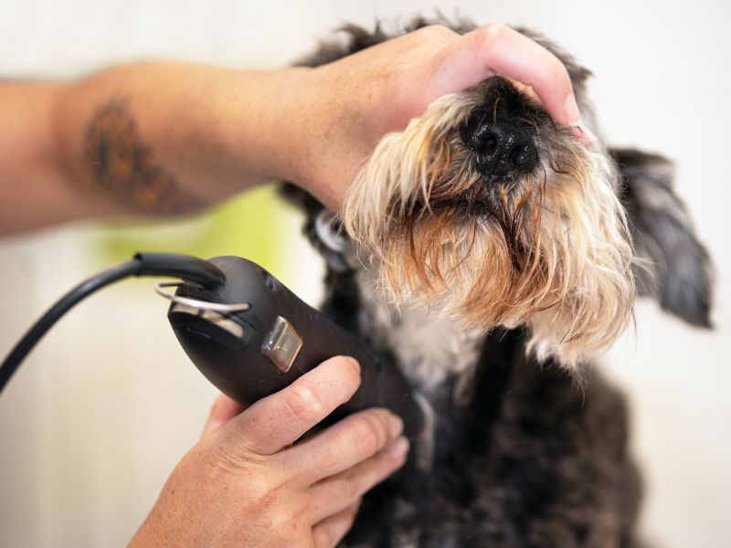 pet-hair-mat-shave-cape-cod-vet-tech